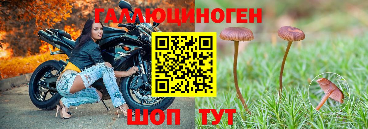 Псилоцибиновые грибы Psilocybine cubensis Гусев